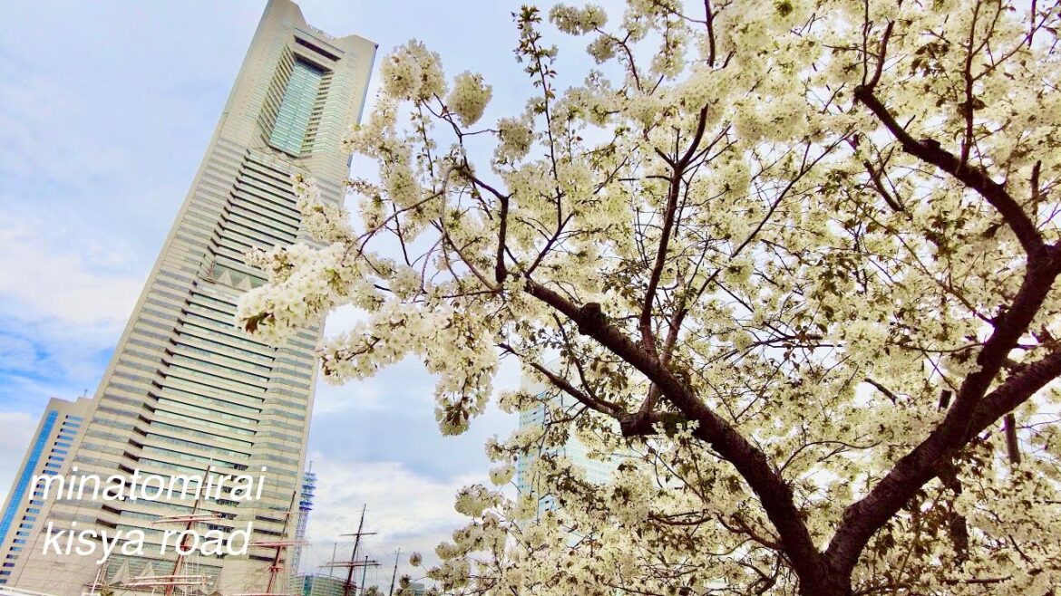 みなとみらい人気の桜スポット　汽車道の桜　2023/0 3/24/1416(fri) 4K  横浜