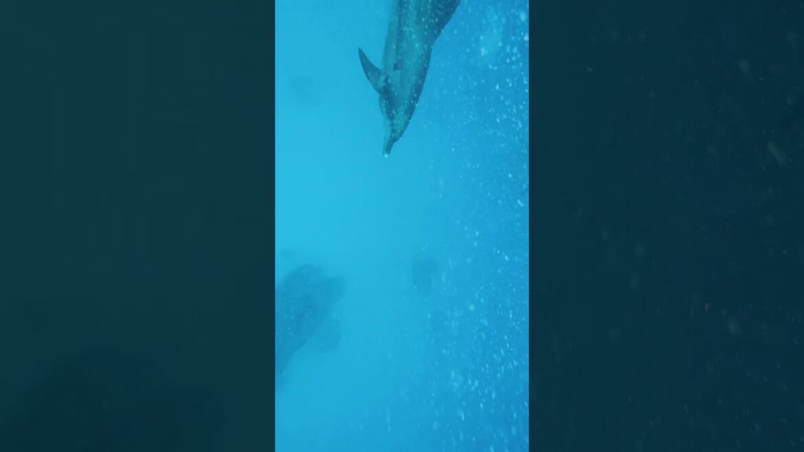 Swim with wild dolphins in TOKYO, Japan!!! 🇯🇵 #bucketlist