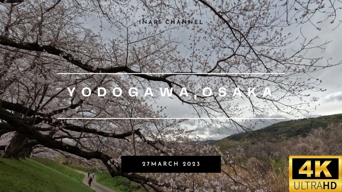 4K TOUR JAPAN//OSAKA, YODOGAWA- The Hunt for Cherry Blossoms 4K TOUR JAPAN//OSAKA, YODOGAWA- The Hunt for Cherry Blossoms