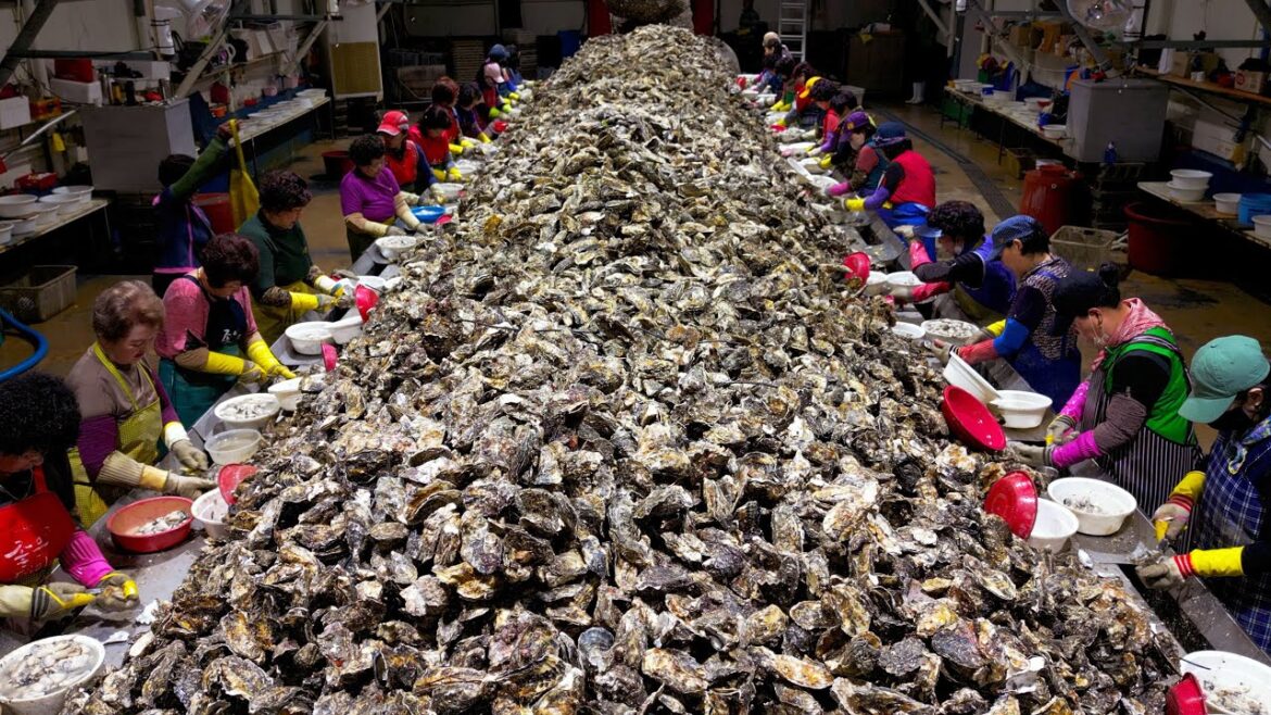 굴 양식장 부터 생선 삼합 구이 까지 군침도는 수산물의 모든 것 ! | Oyster farm, Grilled fish,  Clams, Eel | Korean Street Food
