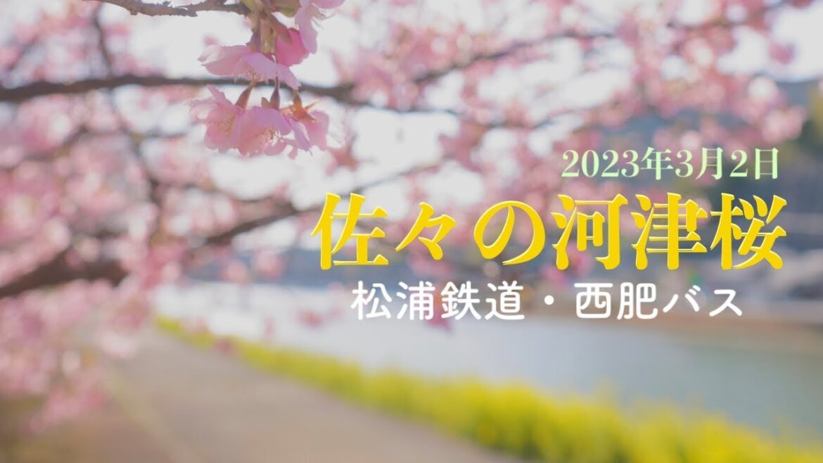 松浦鉄道で行く佐々川の河津桜・佐世保【4K】 NV002