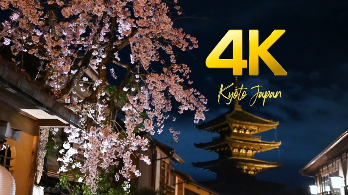 Kyoto Night cherry blossoms.Japan 京都 夜桜