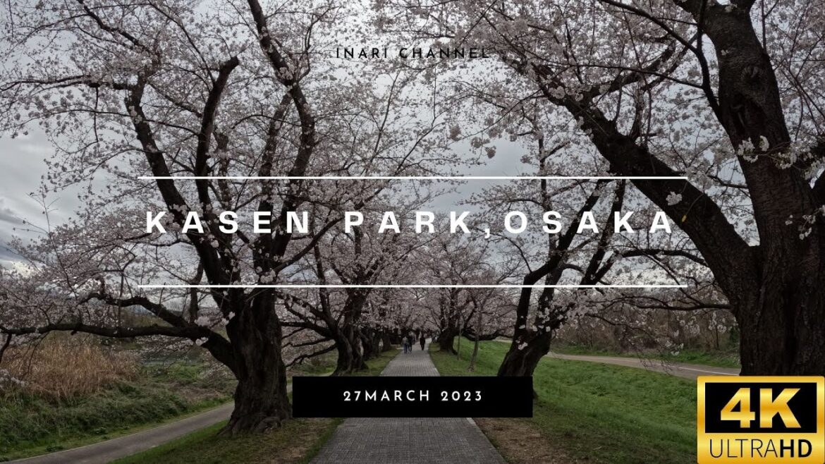4K TOUR JAPAN//OSAKA, KASEN- The Hunt for Cherry Blossoms 4K TOUR JAPAN//OSAKA, KASEN- The Hunt for Cherry Blossoms