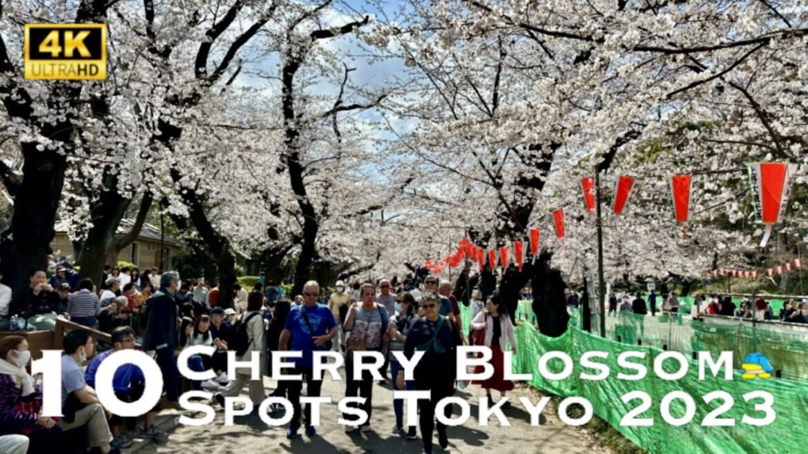 [4K] 10 Cherry Blossom Spots in Tokyo 2023 💛 Walking Tour /  東京お花見スポット10 散歩 2023
