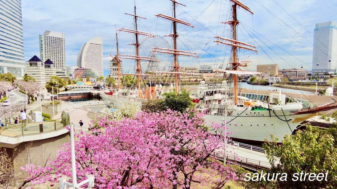 みなとみらいの定番桜スポット　さくら通りの桜　2023/03/24(fri)  4K  横浜