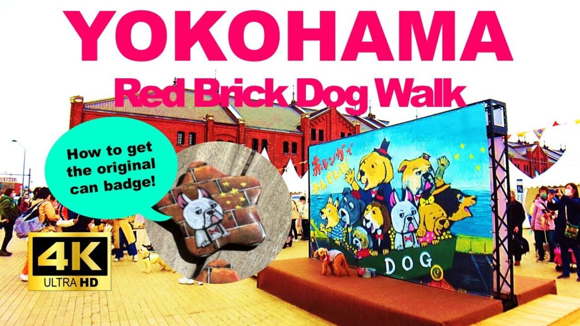 【4K🇯🇵】Yokohama Walking Tour - Red Brick Dog Walk