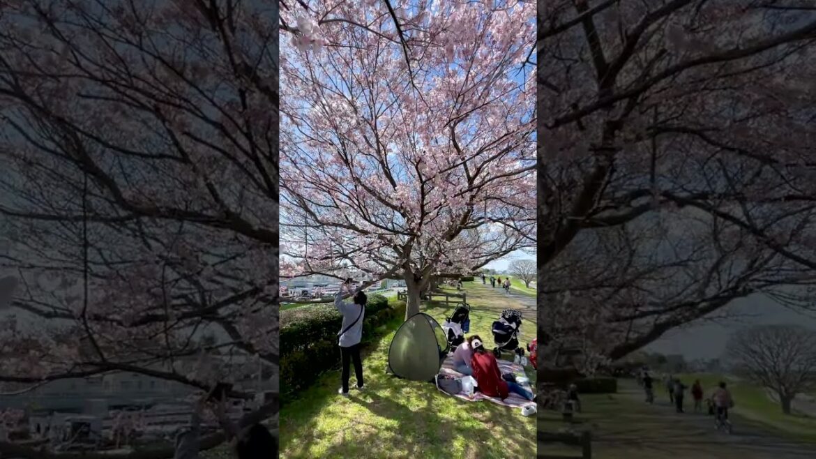 Japan Cherry Blossoms 2023 #sakura #shorts Japan Cherry Blossoms 2023 #sakura #shorts