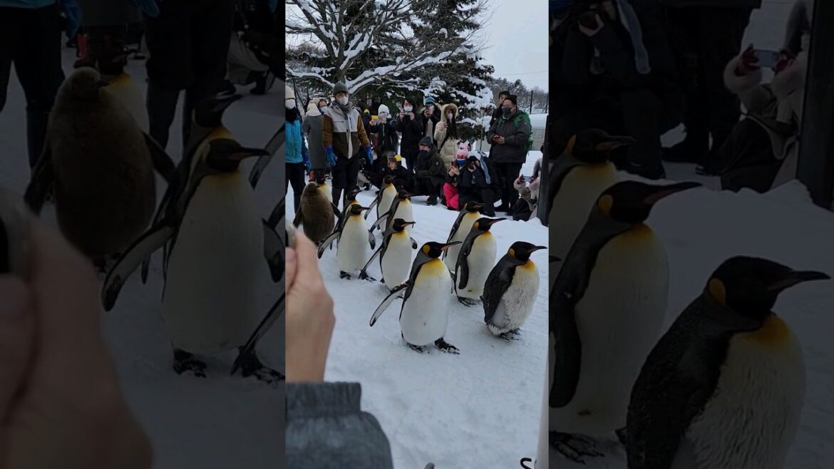 The Penguin Walk at Asahiyama Zoo #japan #snow #hokkaido #travel #penguin #zoo #asahiyamazoo