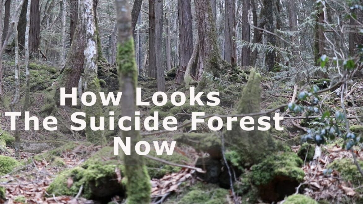 The mysterious suicide forest in Japan