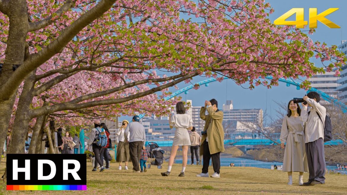 Tokyo Cherry Blossoms 2023 - Static Ambiance 4K HDR