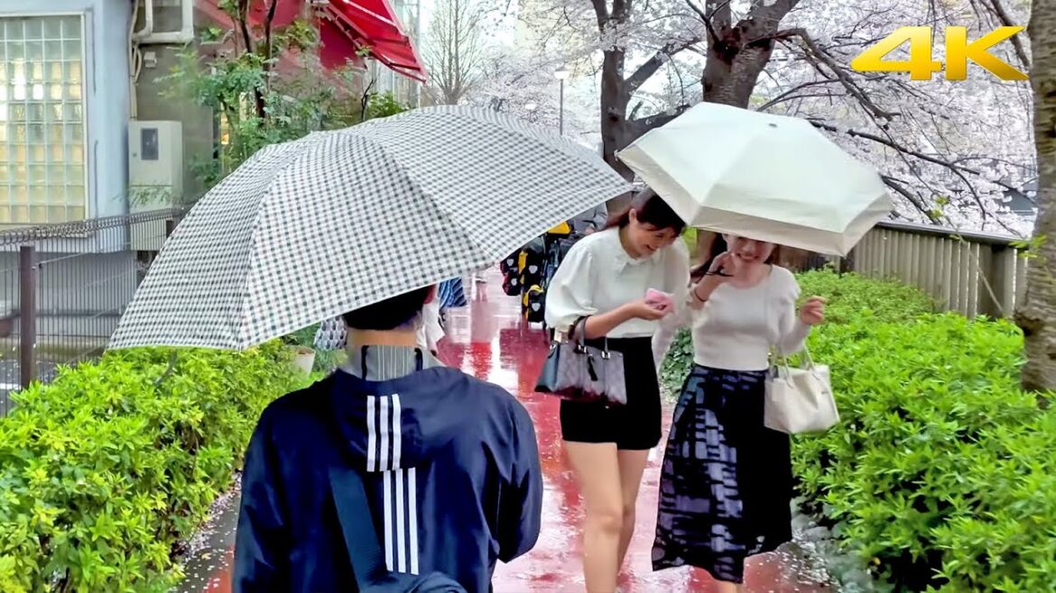 Rainy Sakura Cherry Blossoms at Tokyo Meguro River - Japan 2023 ・4K