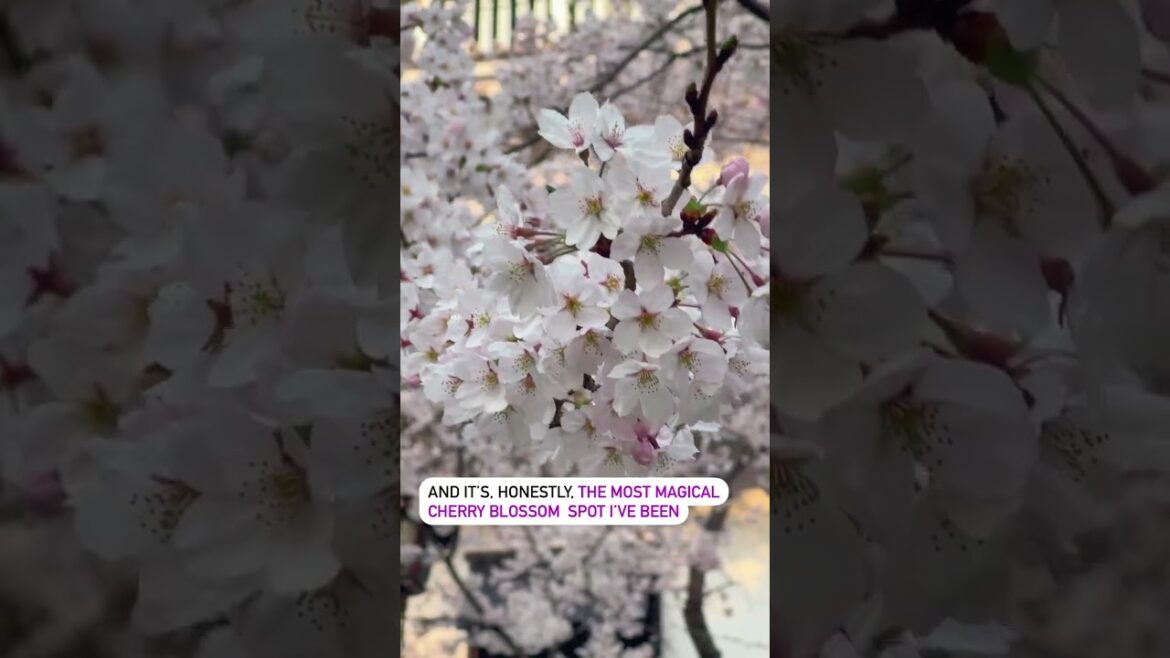 This is the BEST hidden gem for sakura in Japan! 🤩