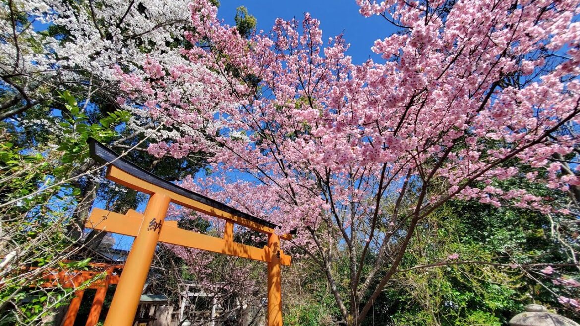 【平野神社】京都の桜の開花状況をチェック！桜の名所、平野神社に行ってみた【まいたび】