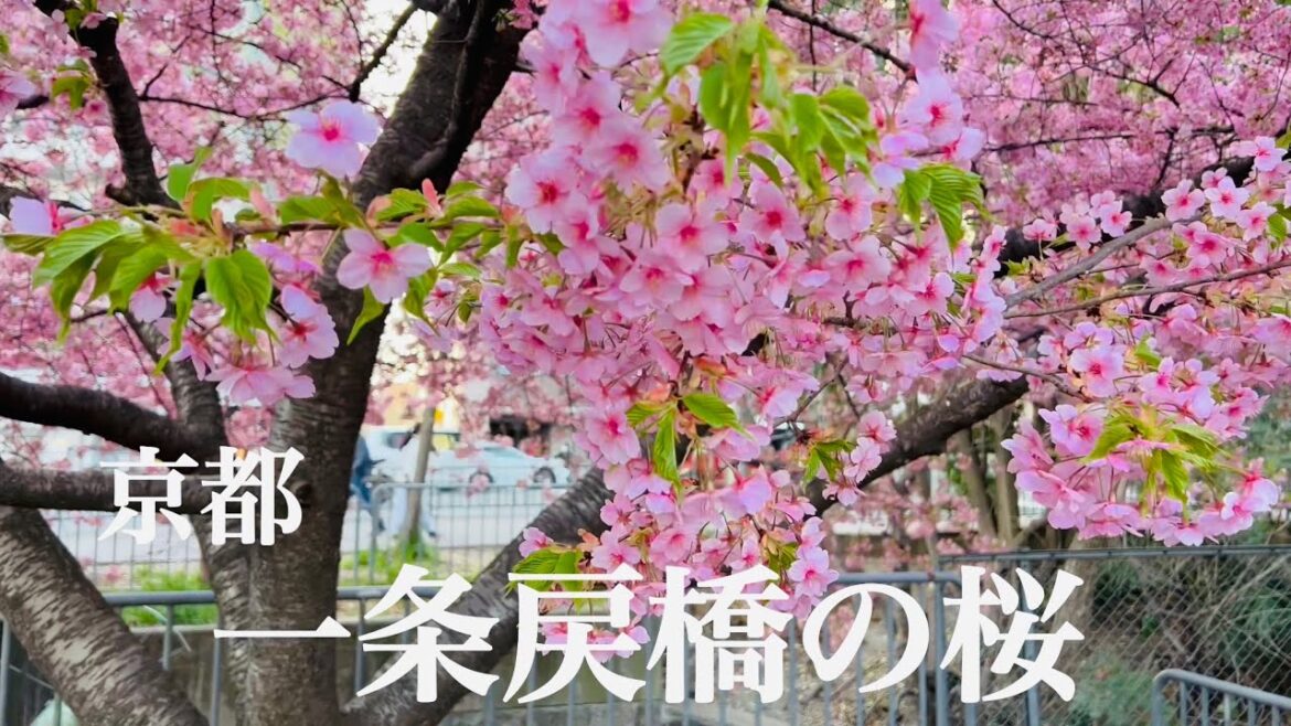 2023年3月11日 【京都の桜🌸】 一条戻橋の河津桜と晴明神社を歩く Seimei-jinja Shrine 【4K】Walk in Kyoto,Japan