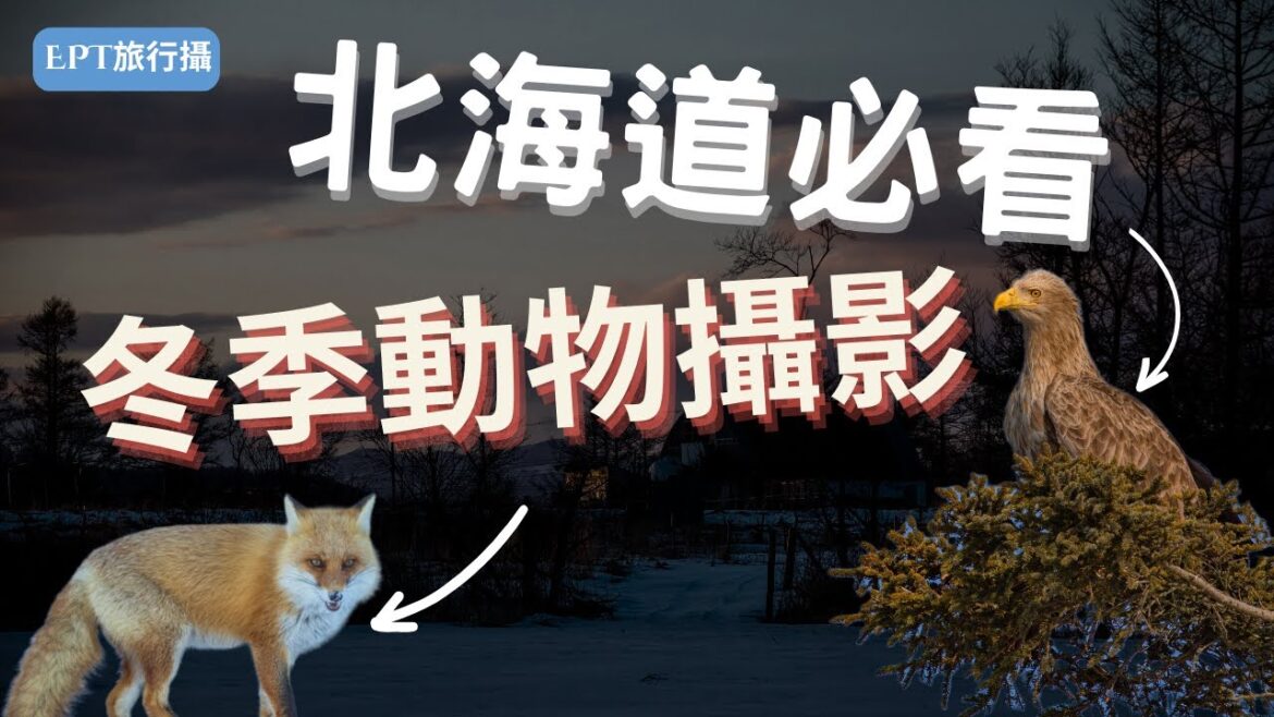 【攝影分享】冬季北海道必拍動物｜沒想到北海道有這麼多丹頂鶴和動物可以拍，不來玩真的可惜！｜北海道旅遊｜日本旅遊