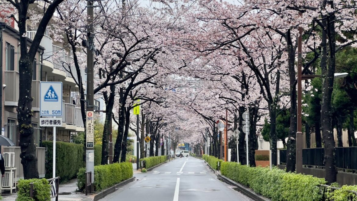 Rain Cherry Blossoms Live Rain Cherry Blossoms Live