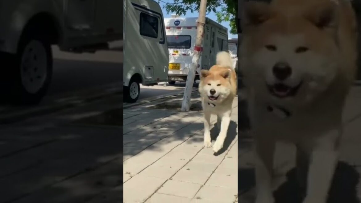 看阿花干嘛呢  #狗子的日常 #宠物 #秋田犬#旅行#shorts #vlog#日常