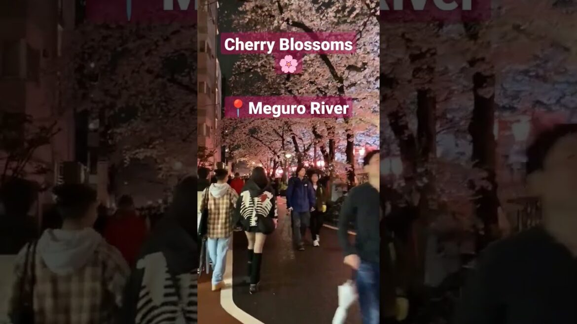 Meguro River Cherry Blossom 🌸 #cherryblossom #shorts #youtubeshorts
