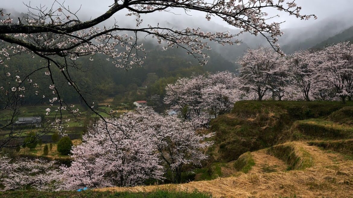 Japan - Rainy Walk Through Cherry Blossoms in Spring 4k 🌸