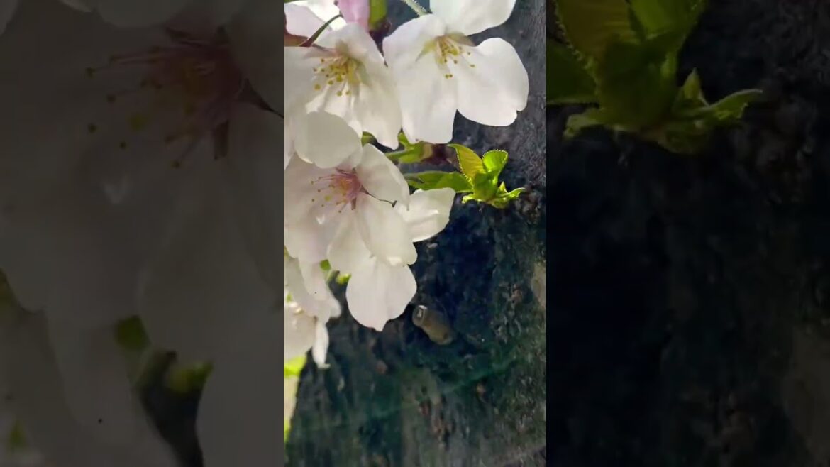 Sakura is coming at Sumiyoshi Park in Osaka #shorts #sakura #osaka #japan