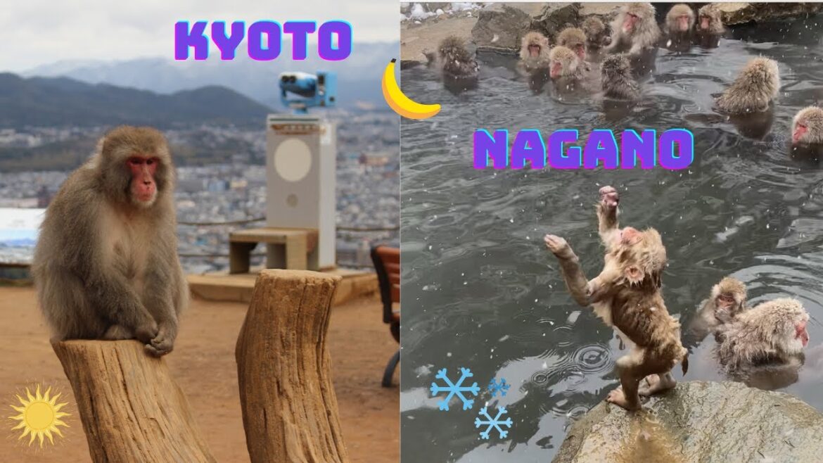 Visiting Japan Monkey Parks for the first time! Visiting Japan Monkey Parks for the first time!