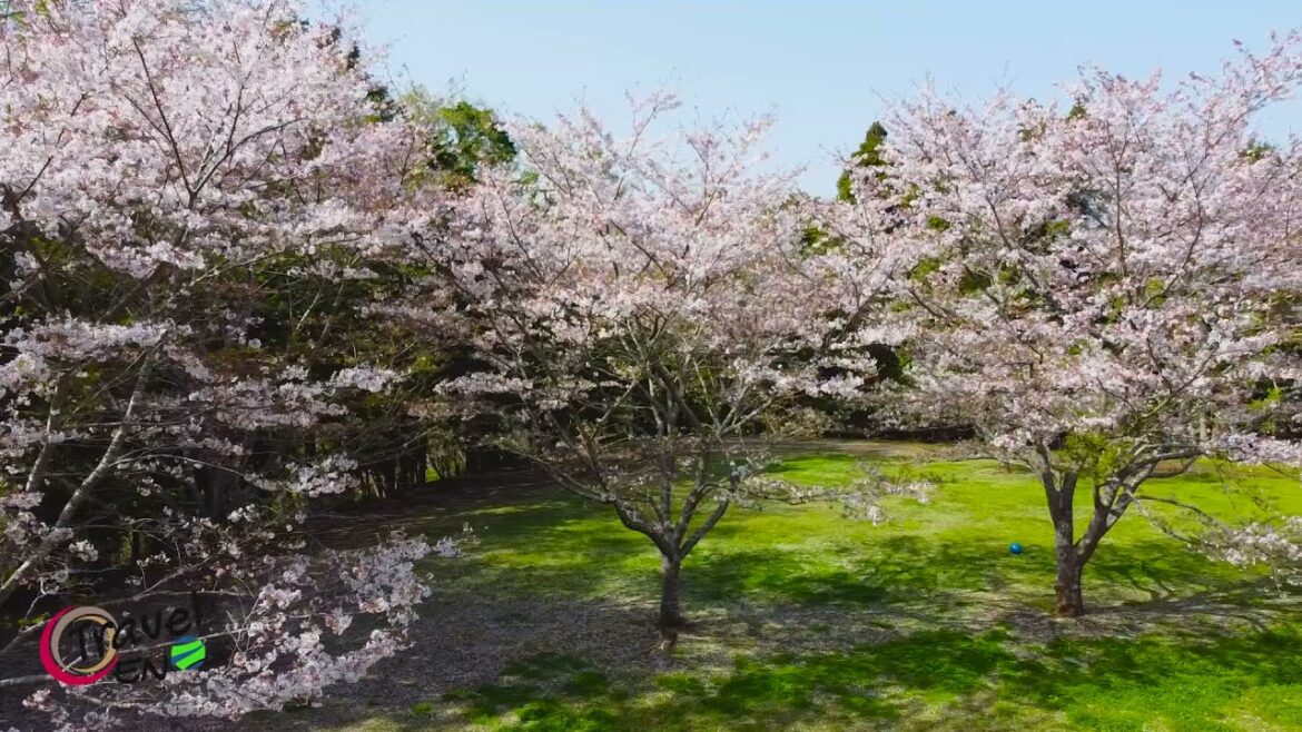 Cherry Blossom in Japan – 日本の 桜/Travel EN Video Cherry Blossom in Japan - 日本の 桜/Travel EN Video