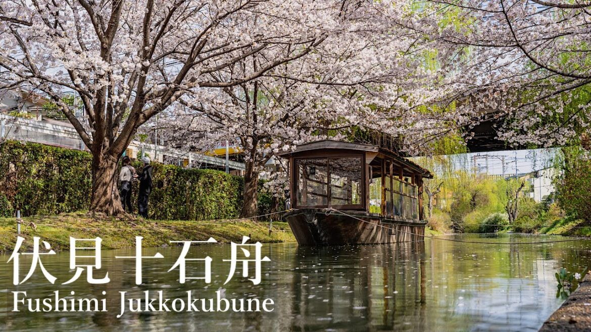 伏見十石舟の桜 Kyoto Walk – Fushimi Jukkokubune 4K HDR Japan 伏見十石舟の桜 Kyoto Walk - Fushimi Jukkokubune 4K HDR Japan