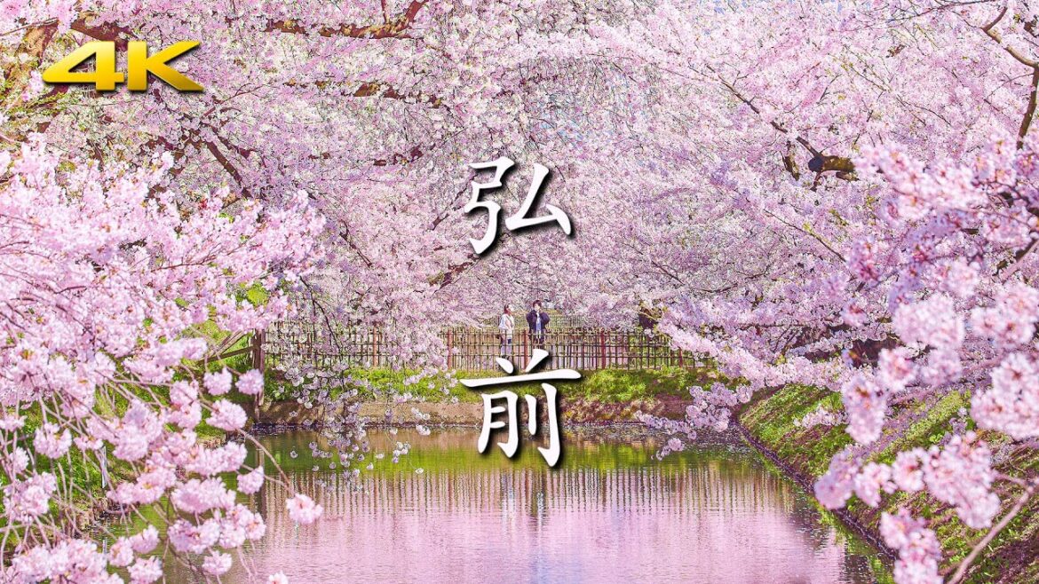 日本一の桜 弘前公園(弘前城) 満開～桜吹雪～花筏 (BMPCC6K)