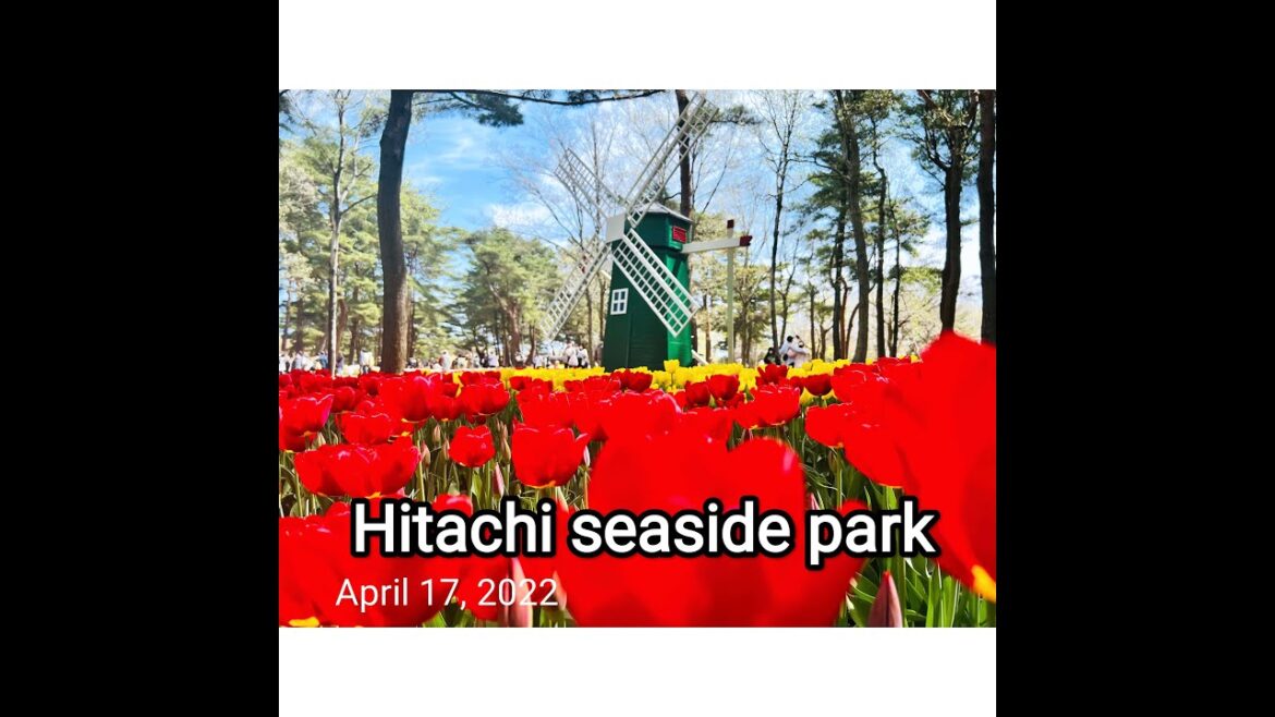 Hitachi Seaside Park, Ibaraki, Japan 2022, Spring