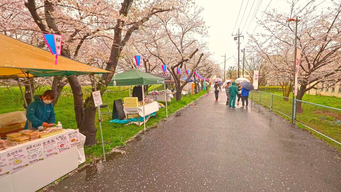 Rainy Sakura walk in Miyashiro Town・4K HDR