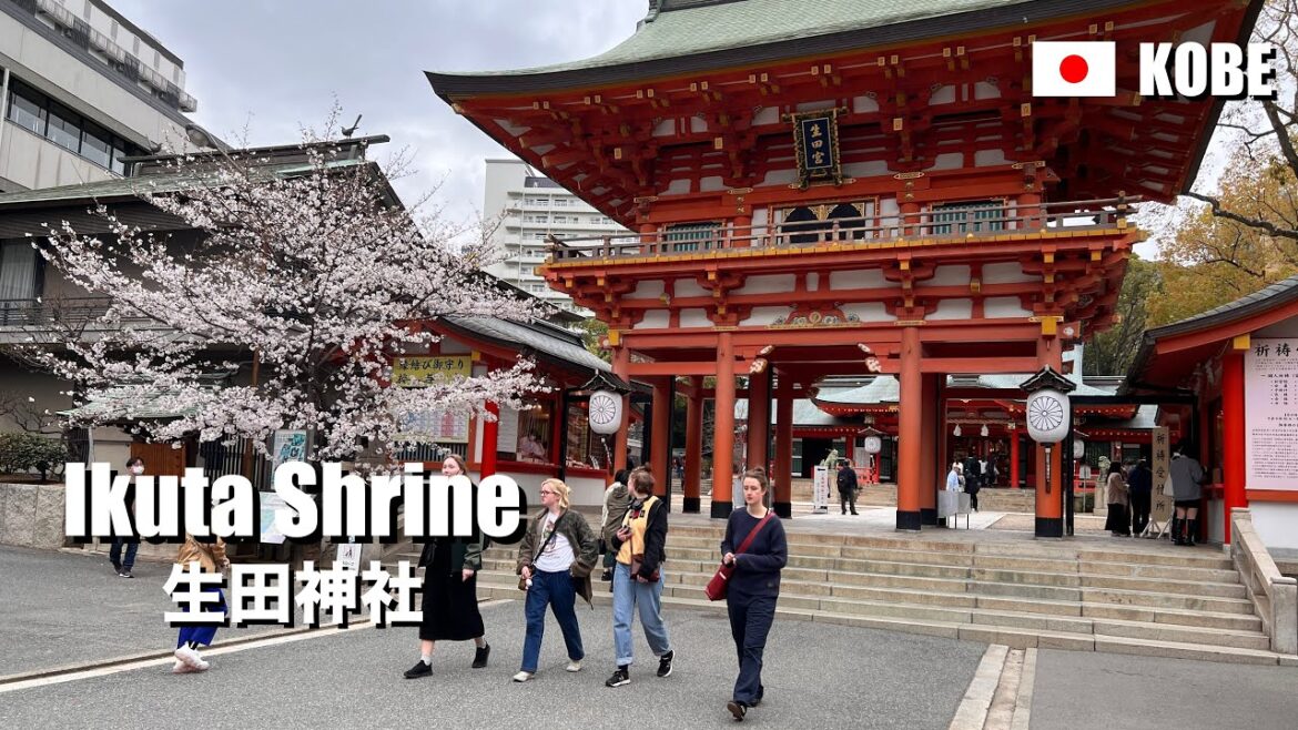 Urban Oasis Ikuta Shrine and Cherry Blossoms, Kobe, Japan | 4K Walking Urban Oasis Ikuta Shrine and Cherry Blossoms, Kobe, Japan | 4K Walking