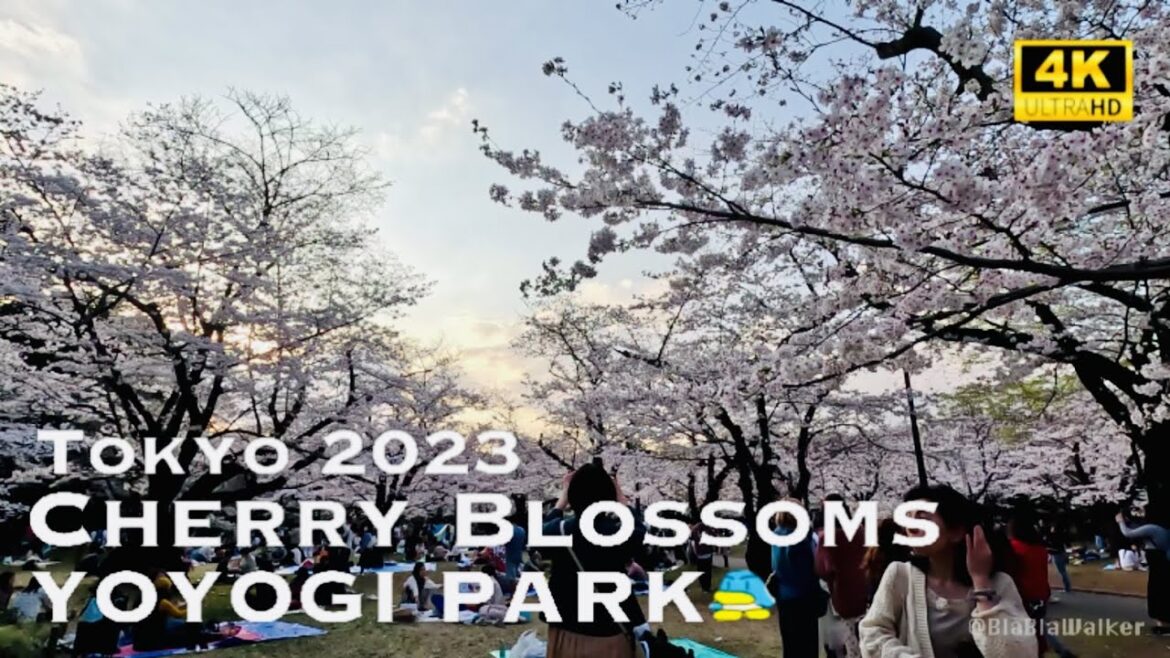 [4K] YOYOGI PARK Cherry Blossoms in Tokyo 2023 💛 Walking Tour / 代々木公園 桜 花見 東京 散歩 2023