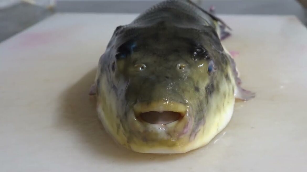 Puffer Fish Cooked 5 Ways - Korean Seafood