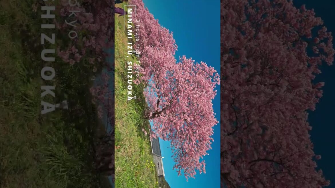 Secret sakura valley near Tokyo