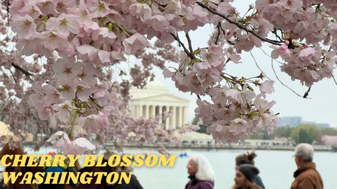National Cherry Blossom Festival 2023 Washington DC | Spring Celebration | Peak Bloom National Cherry Blossom Festival 2023 Washington DC | Spring Celebration | Peak Bloom