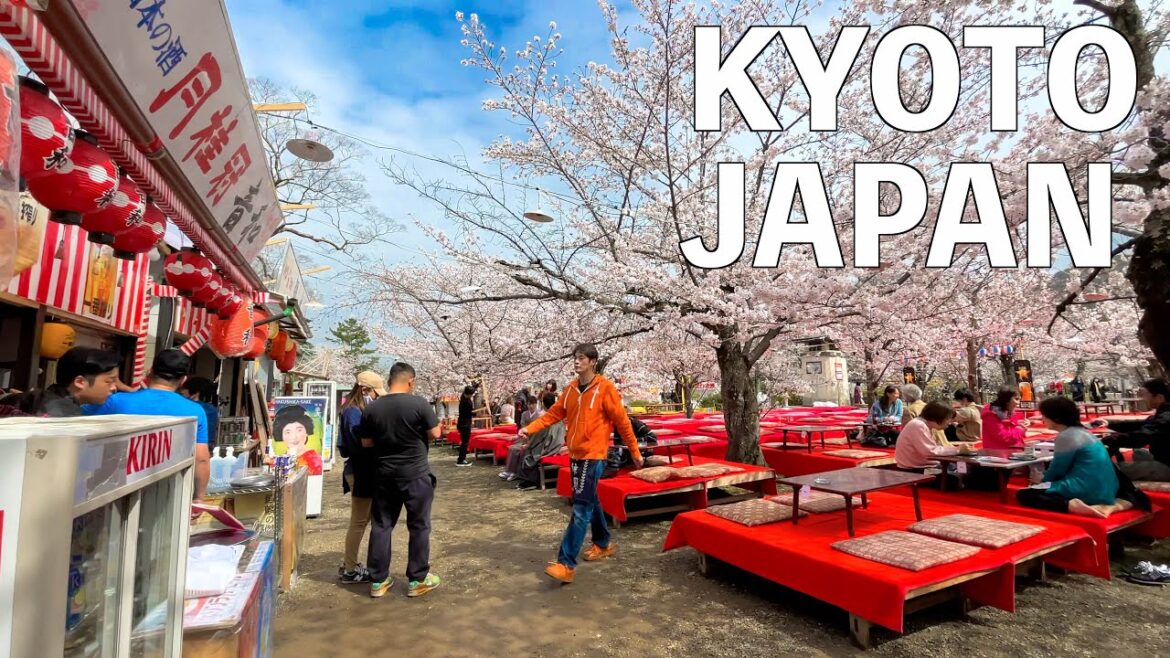 【4K】Kyoto Cherry Blossom Walking | JAPAN 2023 【4K】Kyoto Cherry Blossom Walking | JAPAN 2023