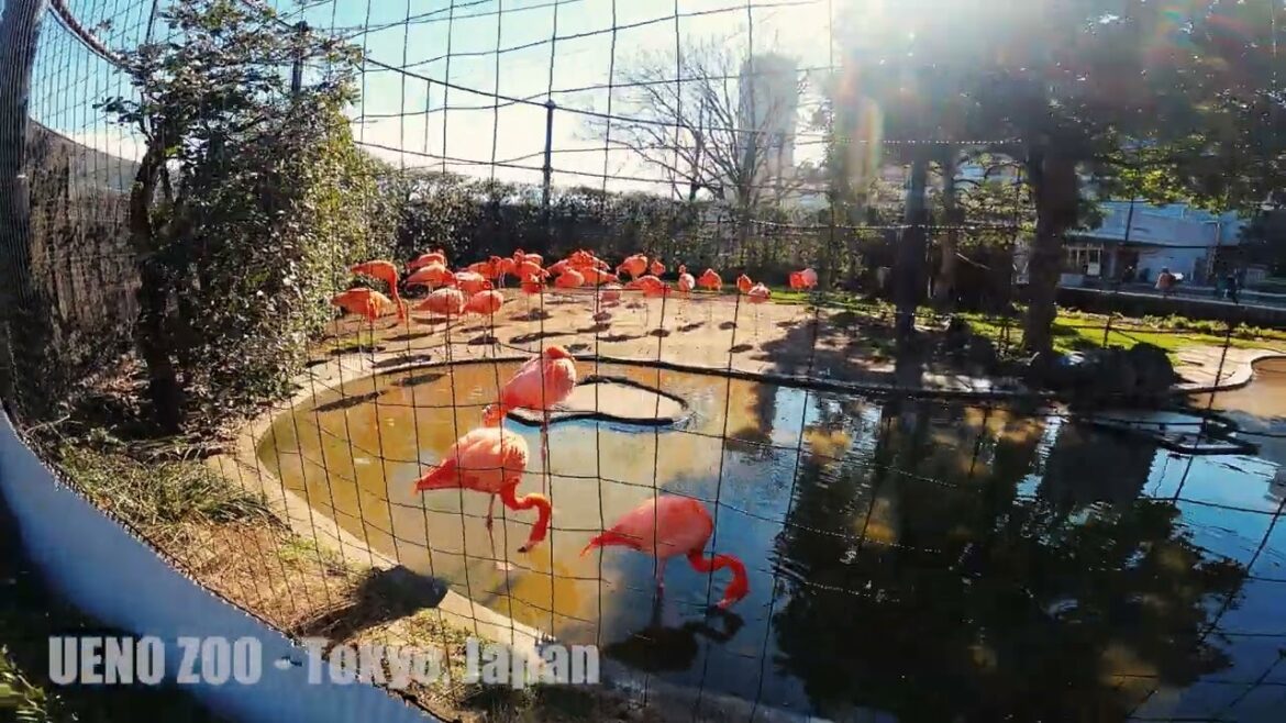 Japan Tour 2023  - Ueno Zoo - FLAMINGO