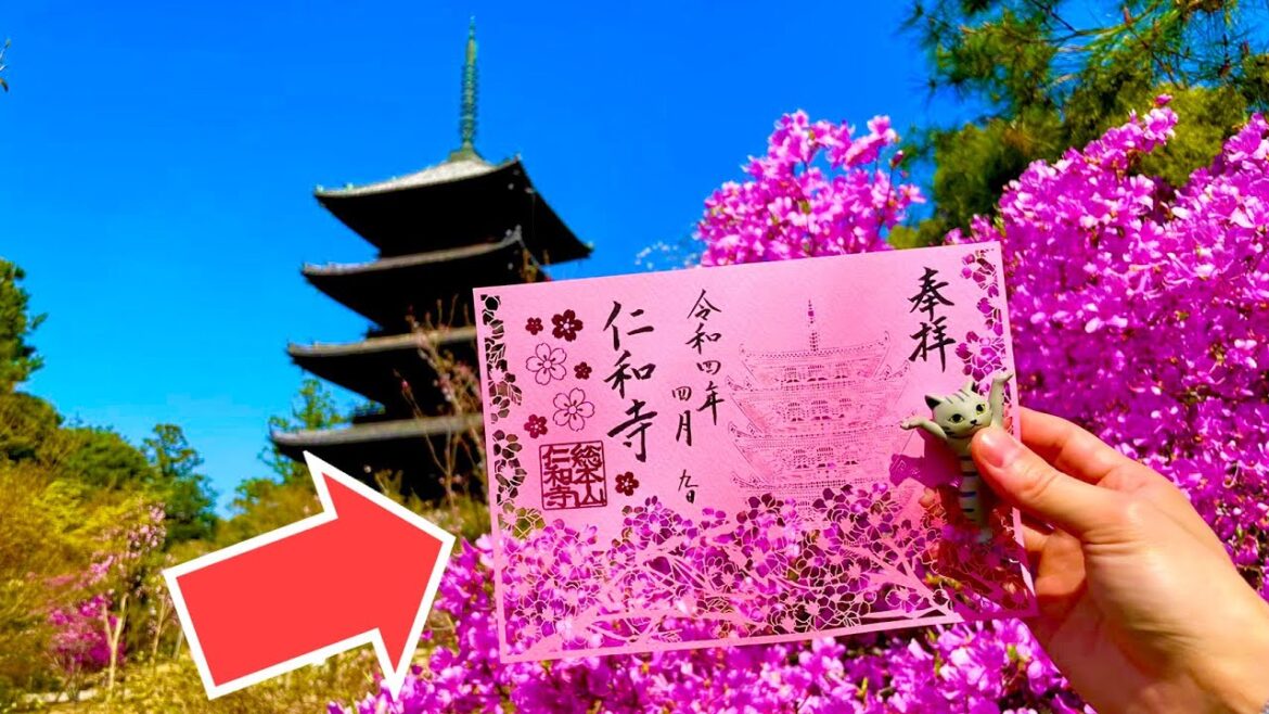 The cherry blossoms at Ninna-ji Temple, a World Heritage site in Kyoto, are spectacular!🌸 The cherry blossoms at Ninna-ji Temple, a World Heritage site in Kyoto, are spectacular!🌸