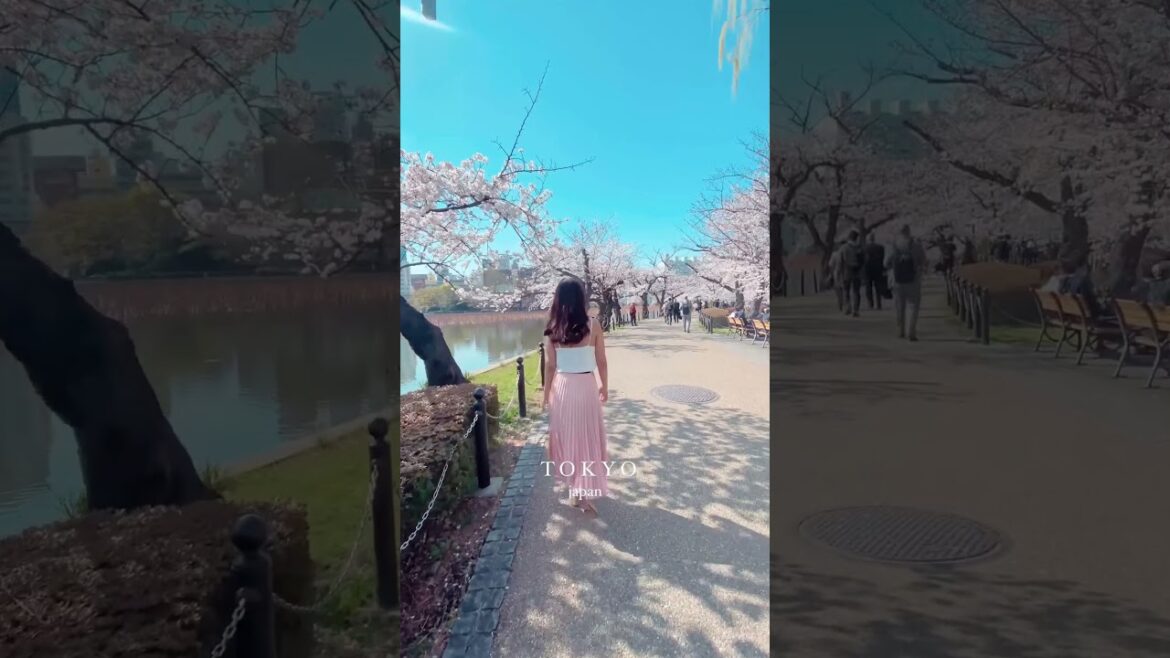 Sakura blooms time in Tokyo Japan #shorts #tokyo