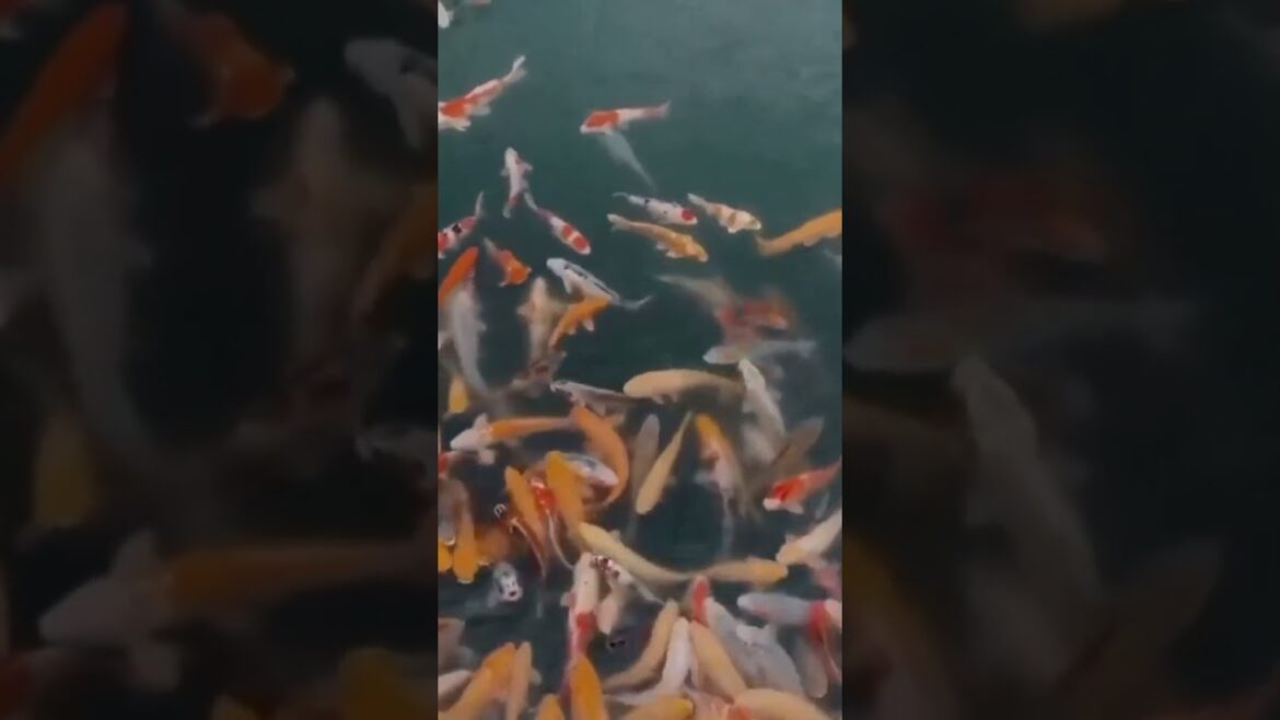 Hiroshima Japan 🗾#bestplaces2visit