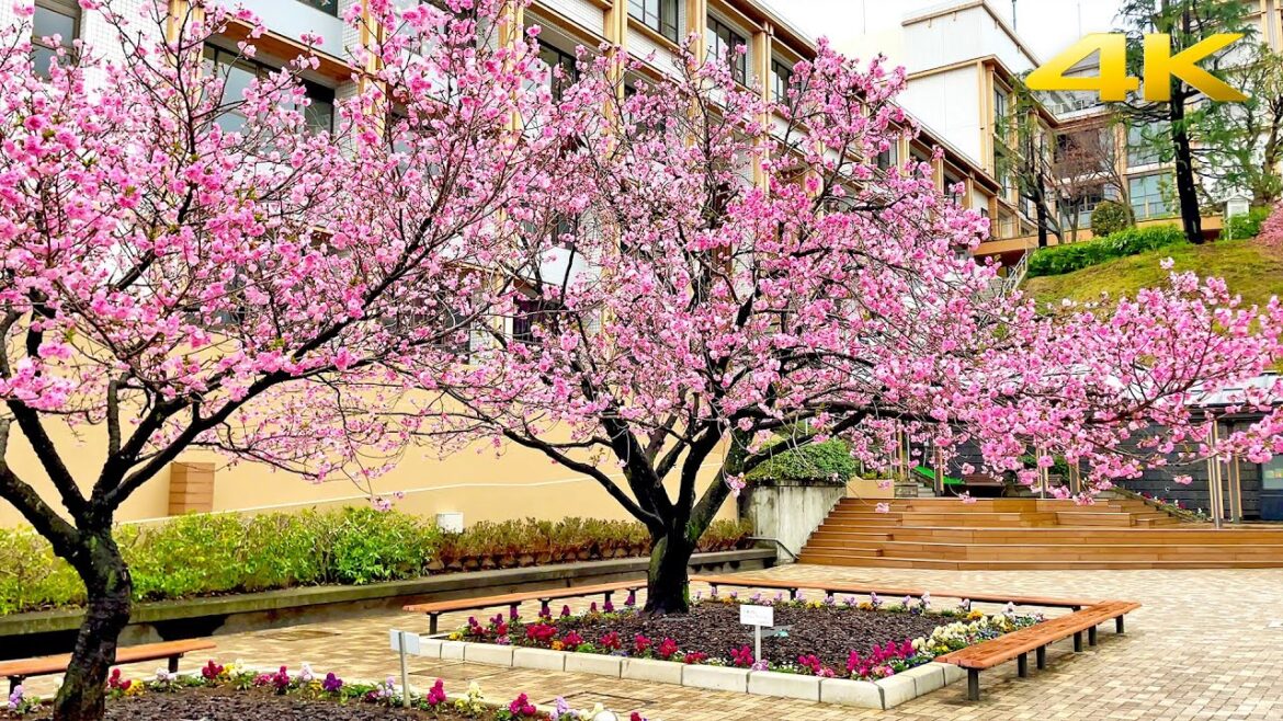 Rainy Cherry Blossoms 2023 - Yokohama, Kokugakuin University・4K