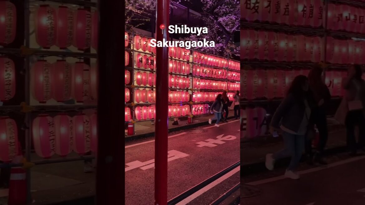 Shibuya Sakura Street #shibuya #sakura #cherryblossom