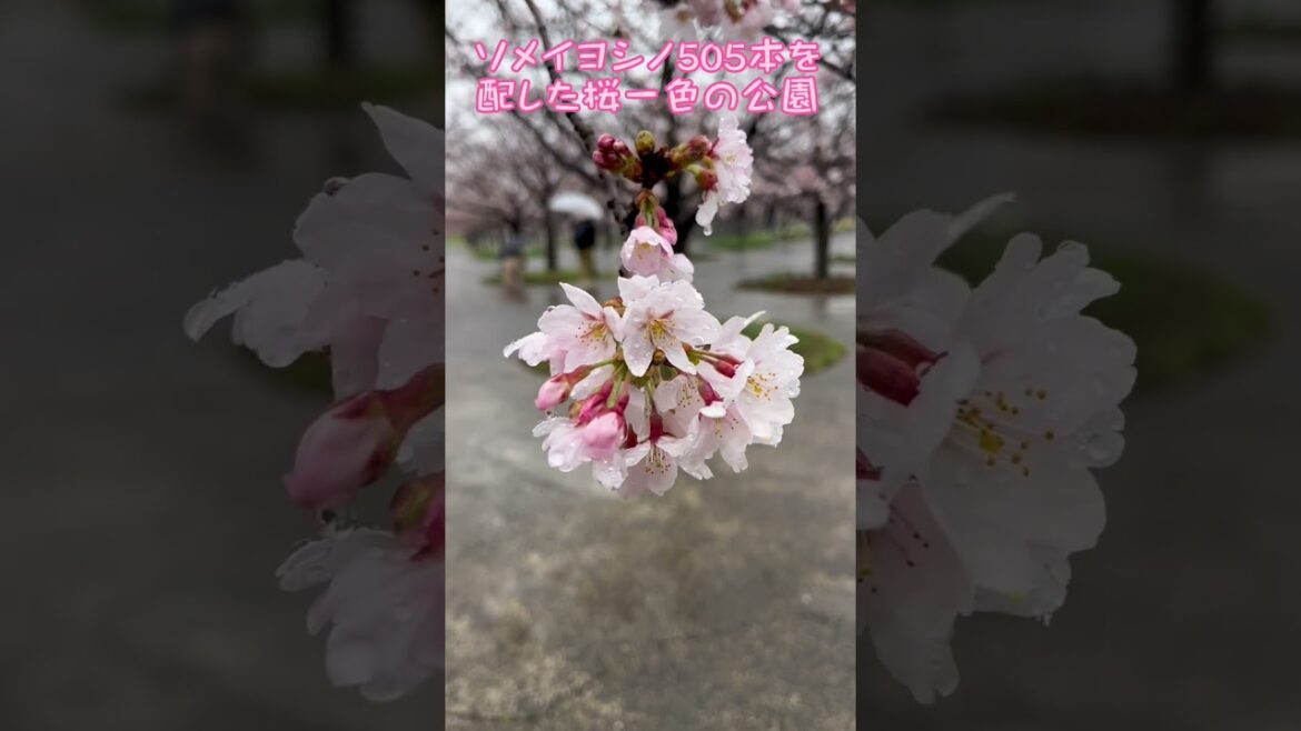 千葉県習志野市『さくら広場』は、桜が咲き乱れている🌸 / Chiba Trip
