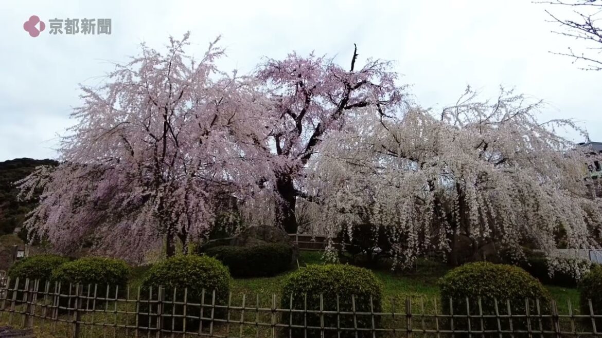 【京都の桜・開花速報3月23日】京都・円山公園のシダレザクラ　満開（2023年3月23日　京都市東山区）