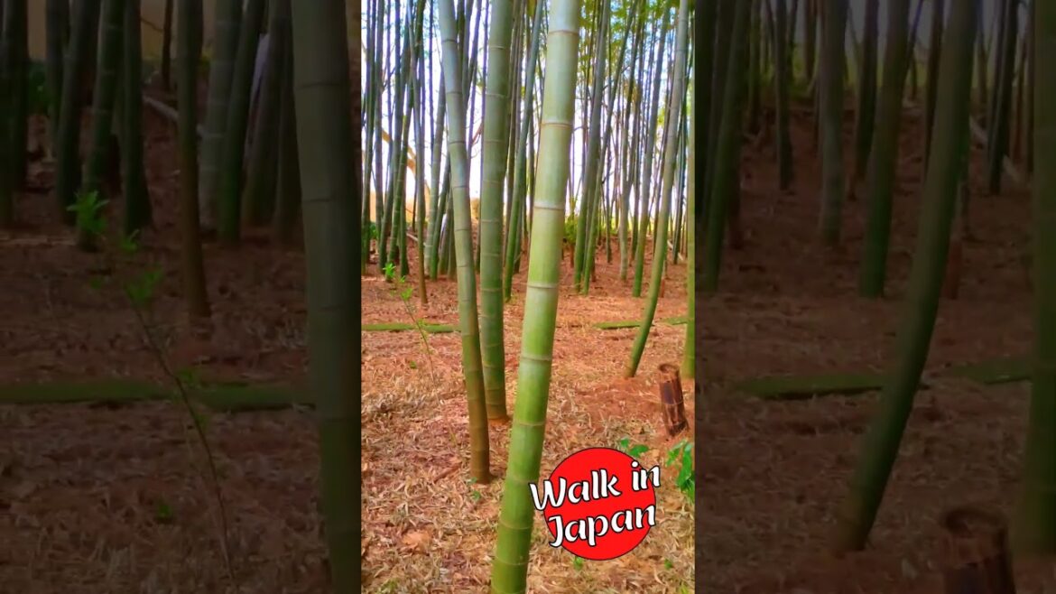 Discover a Bamboo Forest #japan #shorts Discover a Bamboo Forest #japan #shorts