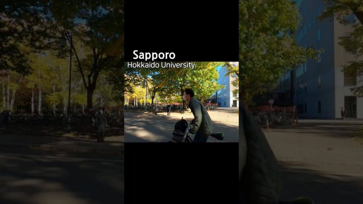 北海道大学での驚きの瞬間！キャンパス内のカラス目撃記