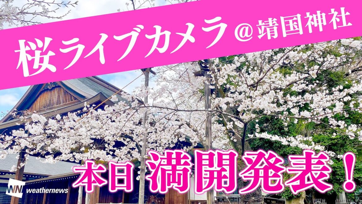 【LIVE】東京の桜満開 発表🌸ライブカメラ／東京の標本木 靖国神社のソメイヨシノ　2023年3月22日(水)