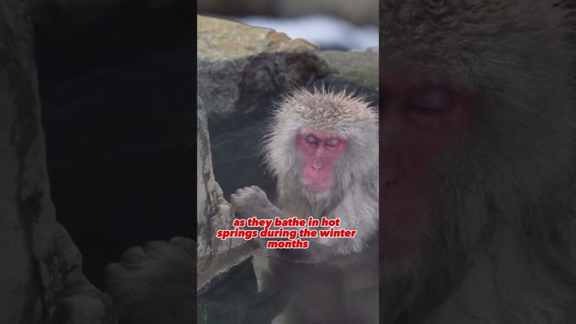 The 5 must-visit tourist attractions in Japan The 5 must-visit tourist attractions in Japan