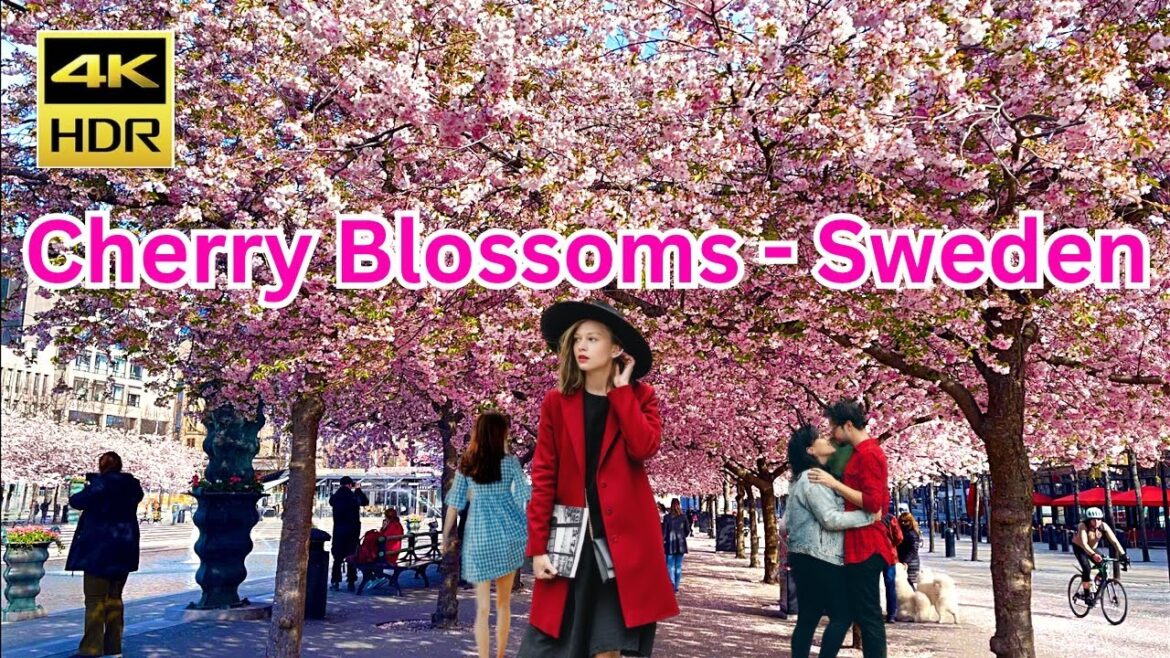 Best Cherry Blossoms Stockholm 4K – Sweden | Körsbärsblom i Kungsträdgården Best Cherry Blossoms Stockholm 4K - Sweden | Körsbärsblom i Kungsträdgården