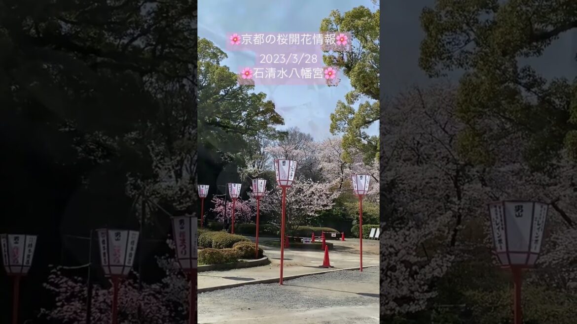 Cherry blossoms in Kyoto Japan🌸🌸🌸　#shorts #京都 #京都旅行 #京都観光 #京都桜 #kyoto #kyototrip #cherryblossom